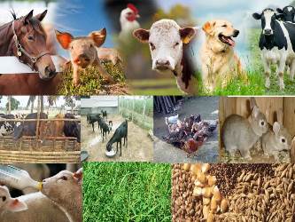 global-journal-of-animal-science-livestock-production-and-animal-breeding-banner.jpg