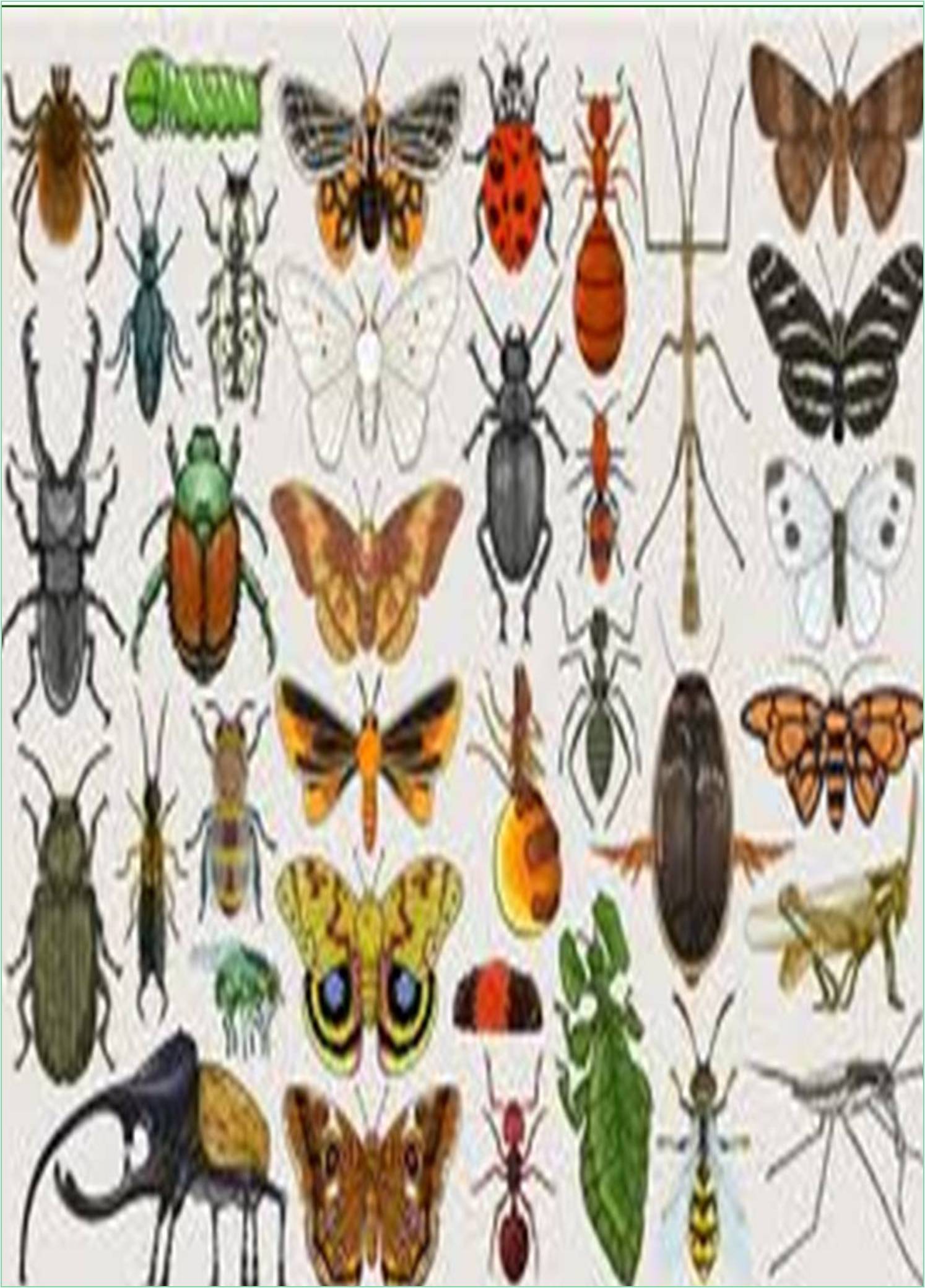 international-journal-of-entomology-research-banner.jpg