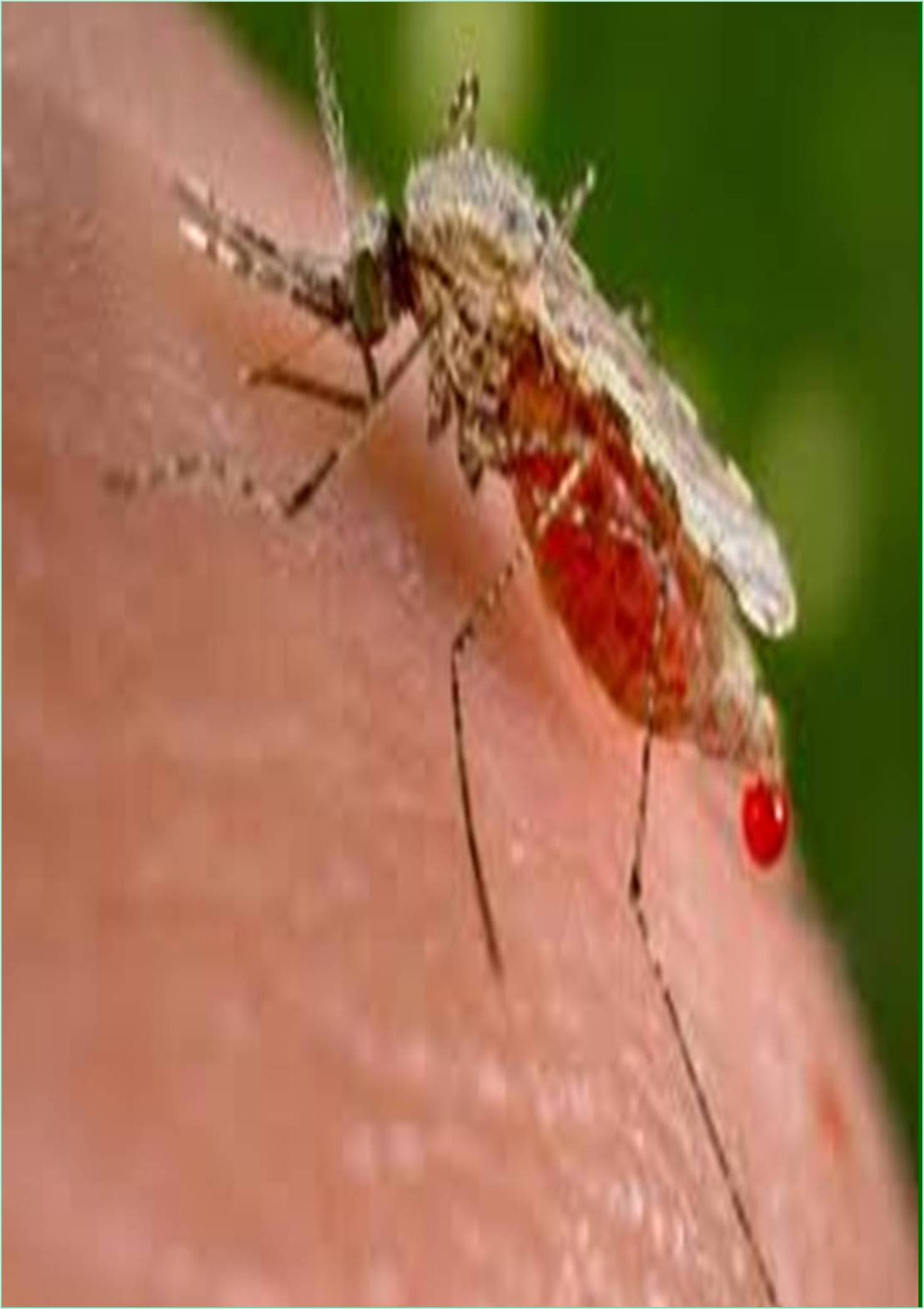 international-journal-of-malaria-and-antimalaria-research-banner.jpg