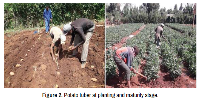 irrigation-and-drainage-systems-engineering-Potato