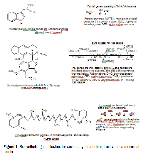 Plant biosynthetic gene clusters in the context of metabolic