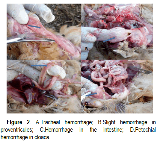 veterinary-science-hemorrhage