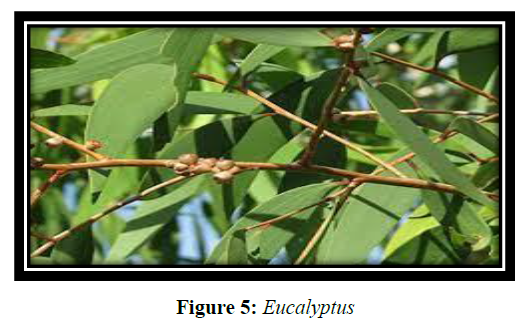 derpharmachemica-Eucalyptus