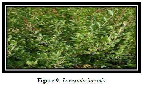 derpharmachemica-Lawsonia