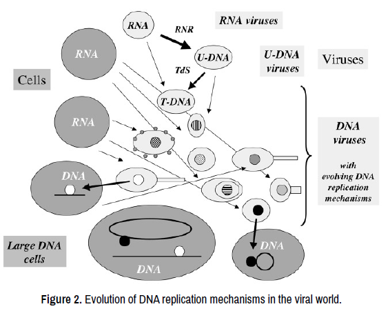 genetics-dna-research-replication