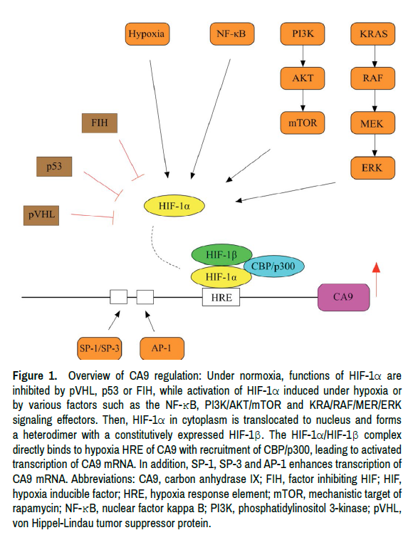 molecular-genetic-medicine-signaling-effectors