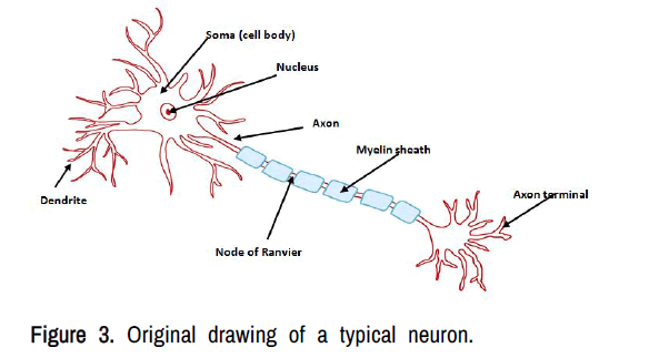 morphology-neuron