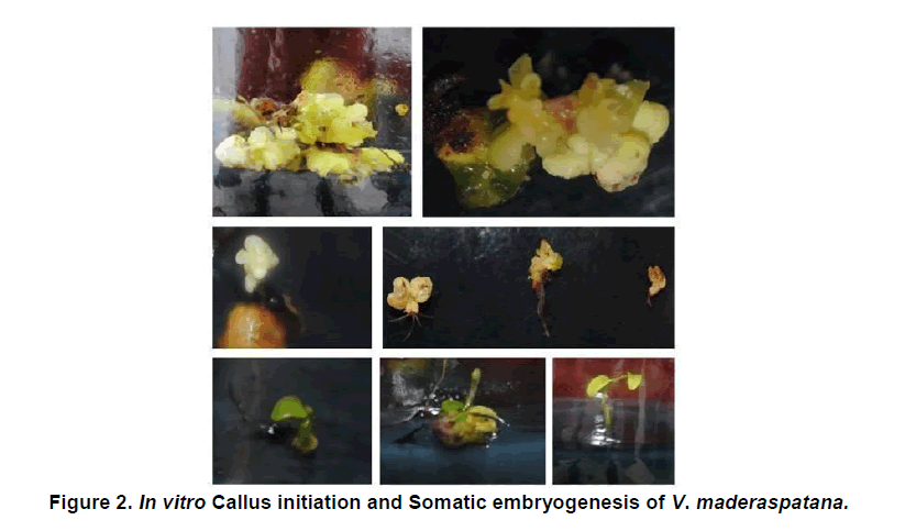 plant-science-callus-initiation