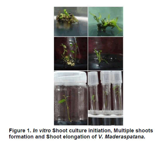 plant-science-culture-initiation