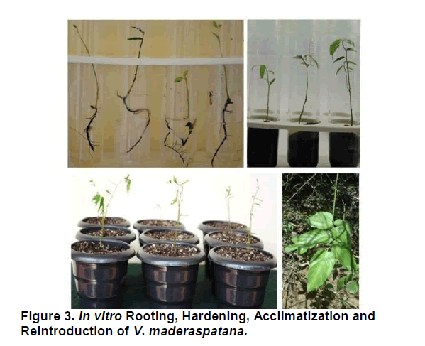 plant-science-rooting-initiation